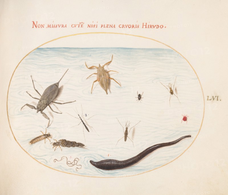 Animalia Aqvatilia et Cochiliata (Aqva): Plate LVI, c. 1575/1580.