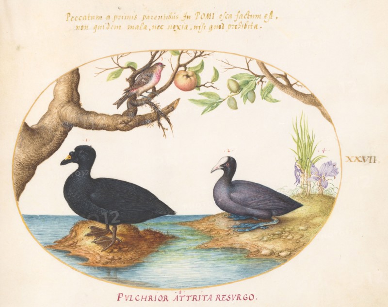 Animalia Volatilia et Amphibia (Aier): Plate XXVII, c. 1575/1580.