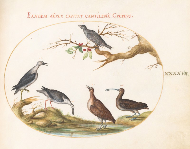Animalia Volatilia et Amphibia (Aier): Plate XLVII, c. 1575/1580.