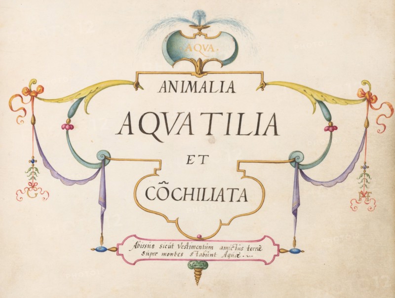 Animalia Aqvatilia et Cochiliata (Aqva): Title Page, c. 1575/1580.