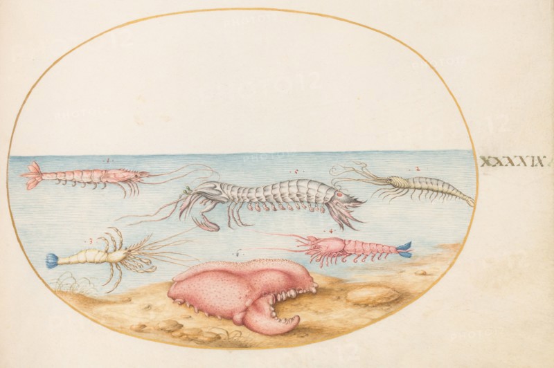 Animalia Aqvatilia et Cochiliata (Aqva): Plate XLIX, c. 1575/1580.