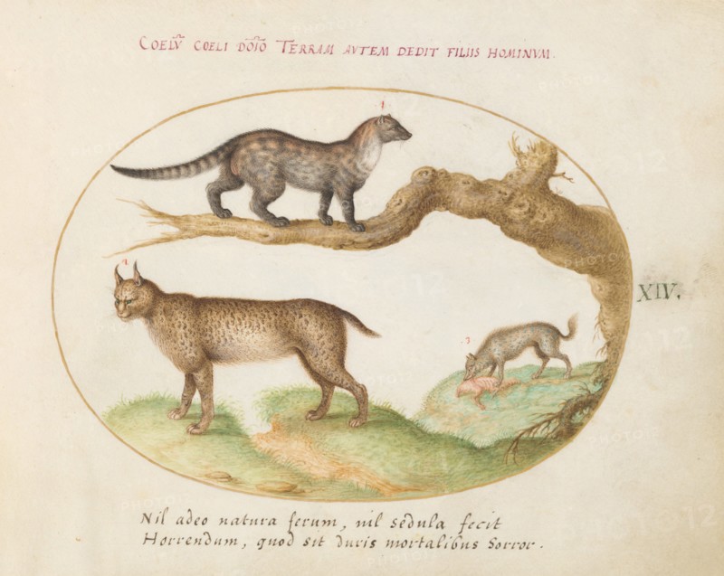 Animalia Qvadrvpedia et Reptilia (Terra): Plate XIV, c. 1575/1580.