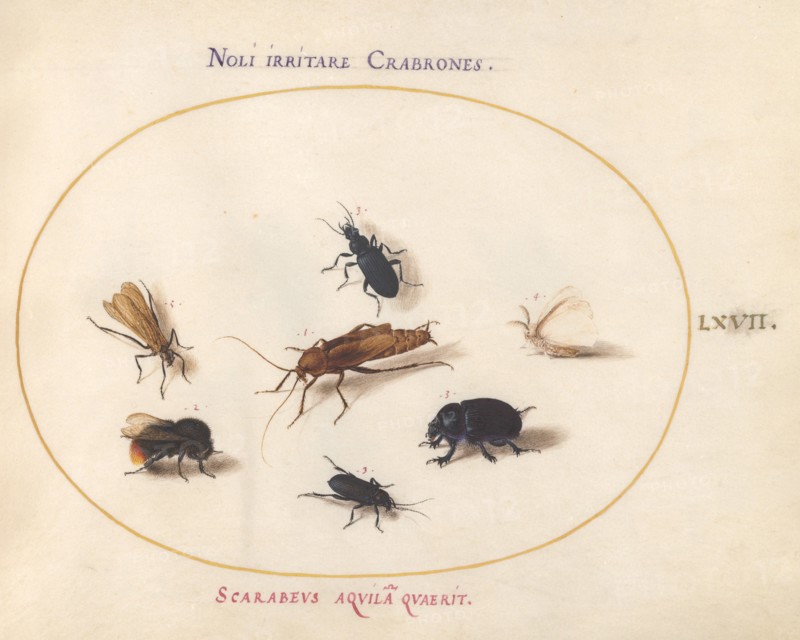 Animalia Rationalia et Insecta (Ignis): Plate LXVII, c. 1575/1580.
