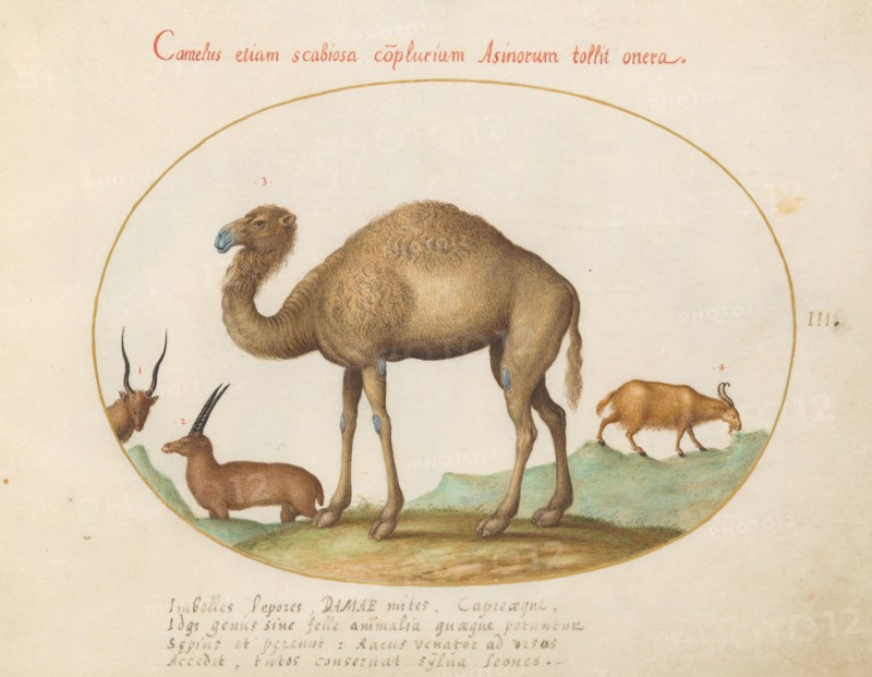 Animalia Qvadrvpedia et Reptilia (Terra): Plate III, c. 1575/1580.