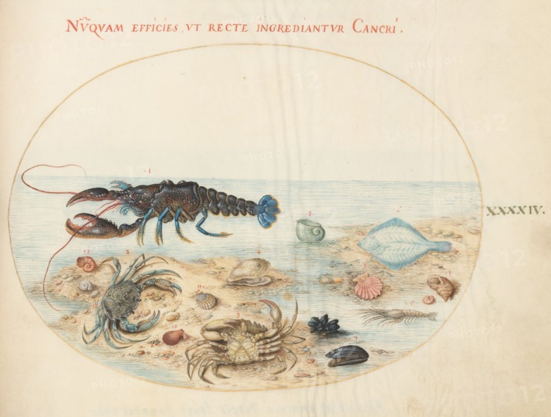 Animalia Aqvatilia et Cochiliata (Aqva): Plate XLIV, c. 1575/1580.