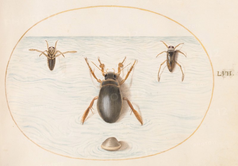Animalia Aqvatilia et Cochiliata (Aqva): Plate LVII, c. 1575/1580.