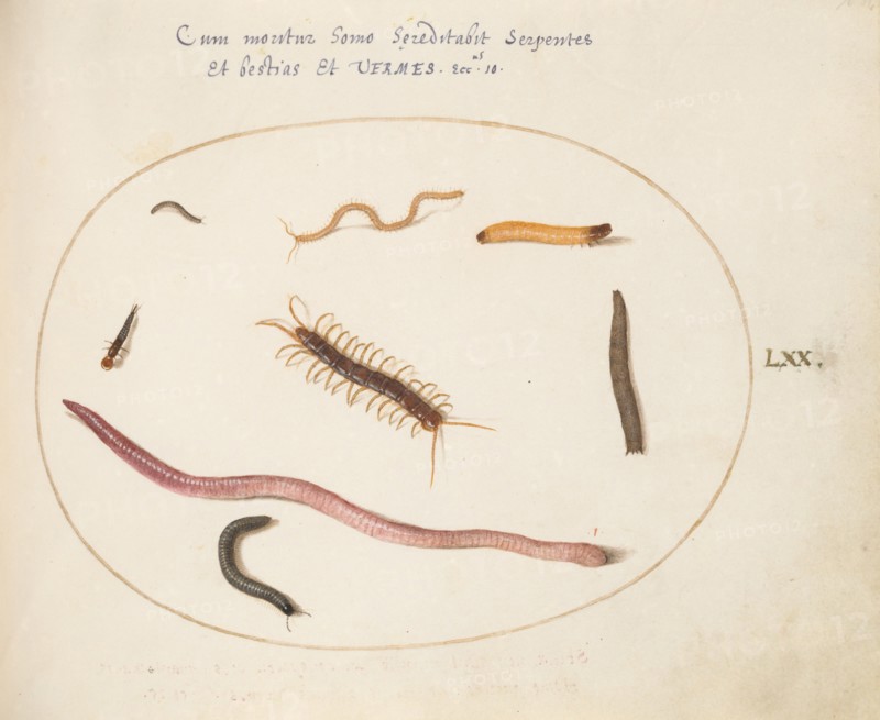 Animalia Qvadrvpedia et Reptilia (Terra): Plate LXX, c. 1575/1580.