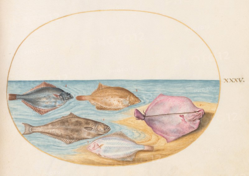 Animalia Aqvatilia et Cochiliata (Aqva): Plate XXXV, c. 1575/1580.