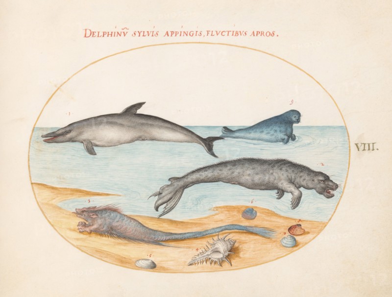 Animalia Aqvatilia et Cochiliata (Aqva): Plate VIII, c. 1575/1580.