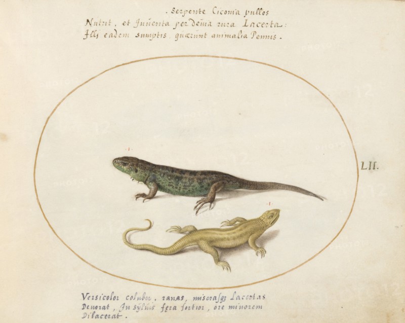 Animalia Qvadrvpedia et Reptilia (Terra): Plate LII, c. 1575/1580.