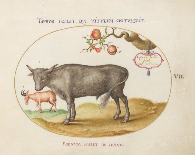 Animalia Qvadrvpedia et Reptilia (Terra): Plate VII, c. 1575/1580.