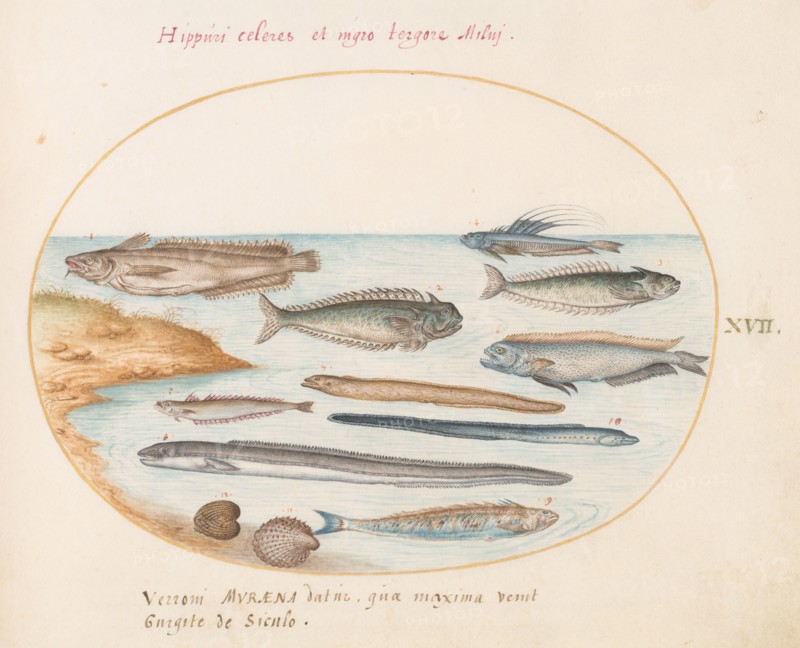 Animalia Aqvatilia et Cochiliata (Aqva): Plate XVII, c. 1575/1580.