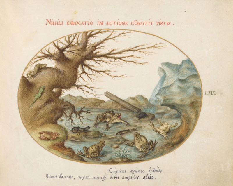 Animalia Qvadrvpedia et Reptilia (Terra): Plate LIV, c. 1575/1580.