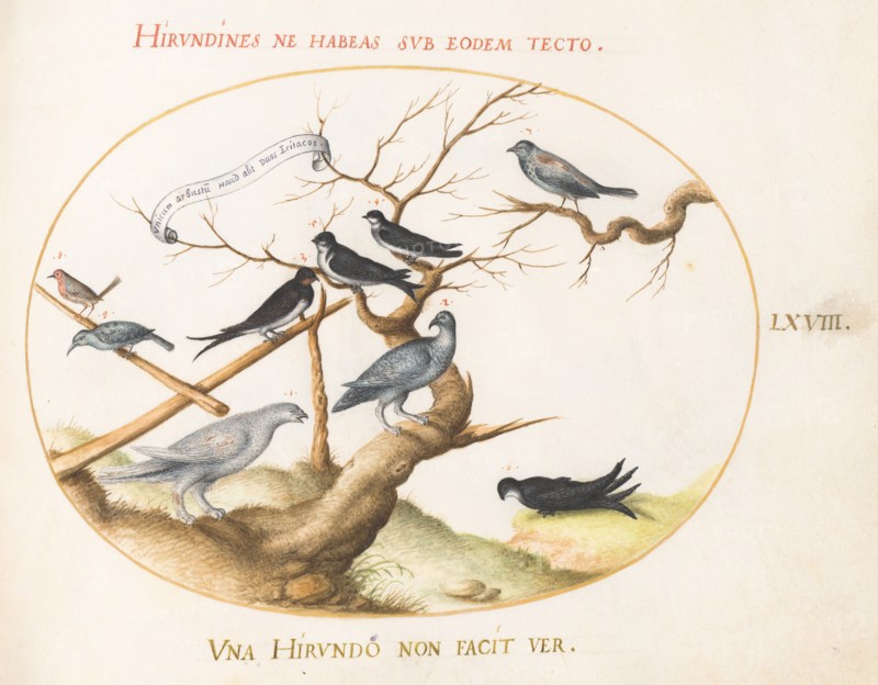 Animalia Volatilia et Amphibia (Aier): Plate LXVIII, c. 1575/1580.