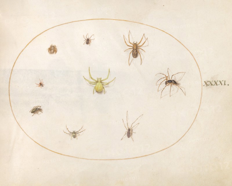 Plate 41: Yellow Spider Surrounded by Eight Spiders, c. 1575/1580.