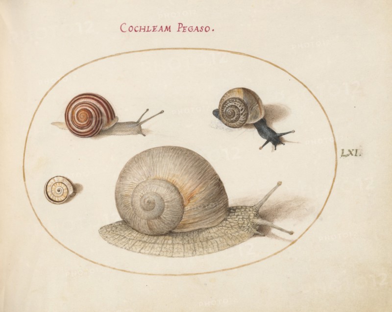 Animalia Qvadrvpedia et Reptilia (Terra): Plate LXI, c. 1575/1580.
