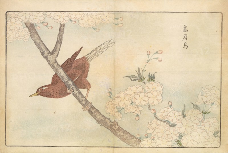 Illustration from "Pictures of Imported Birds", 1790. Private Collection.