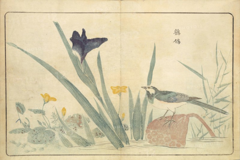 Illustration from "Pictures of Imported Birds", 1790. Private Collection.