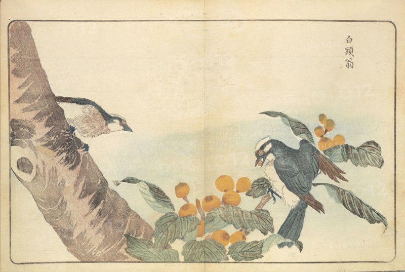 Illustration from "Pictures of Imported Birds", 1790. Private Collection.