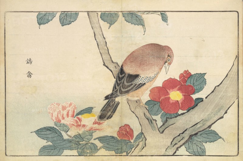 Illustration from "Pictures of Imported Birds", 1790. Private Collection.