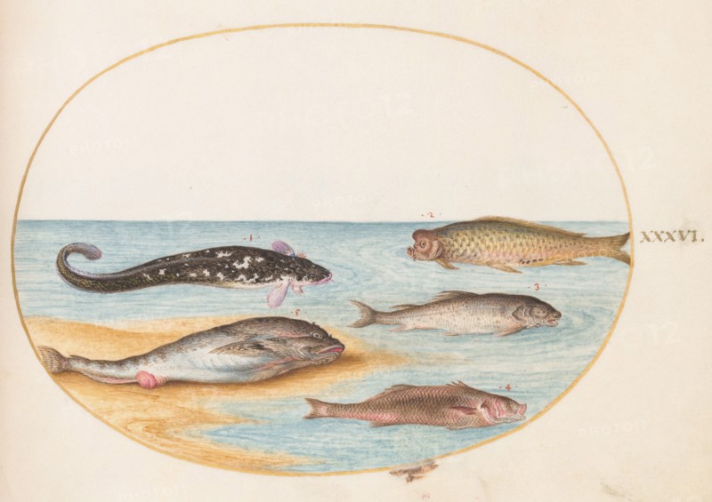 Animalia Aqvatilia et Cochiliata (Aqva): Plate XXXVI, c. 1575/1580.