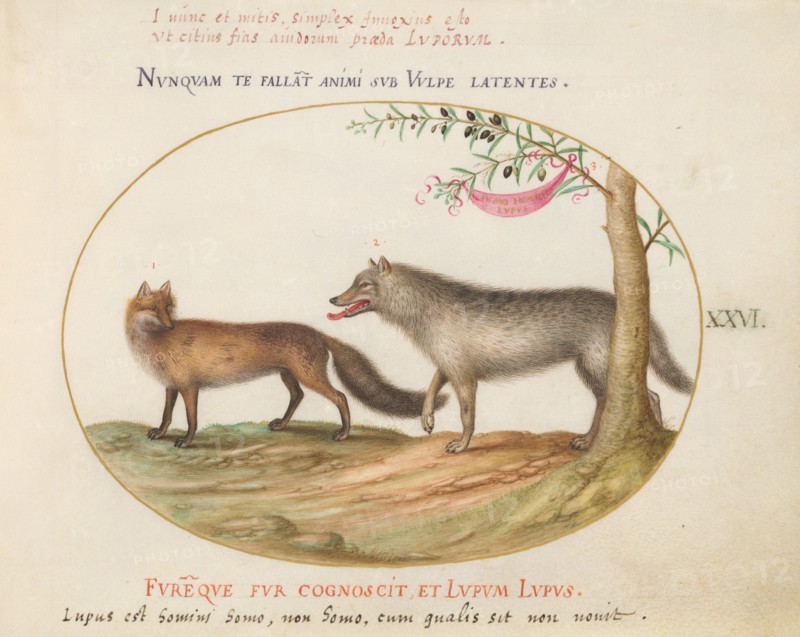 Animalia Qvadrvpedia et Reptilia (Terra): Plate XXVI, c. 1575/1580.