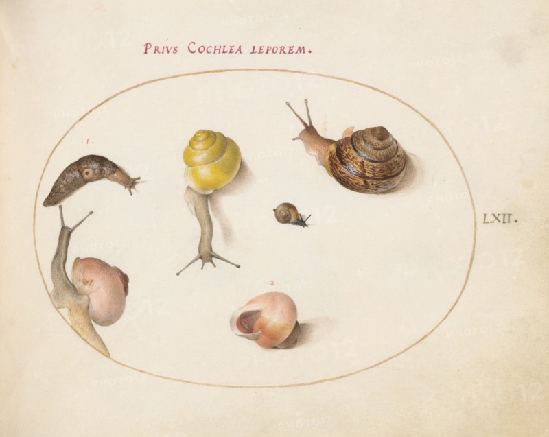 Animalia Qvadrvpedia et Reptilia (Terra): Plate LXII, c. 1575/1580.