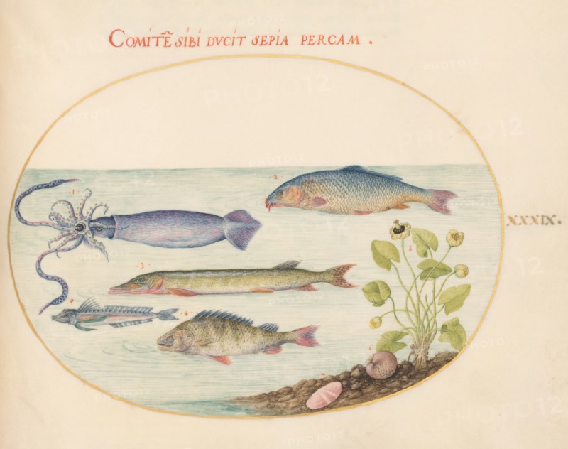 Animalia Aqvatilia et Cochiliata (Aqva): Plate XXXIX, c. 1575/1580.