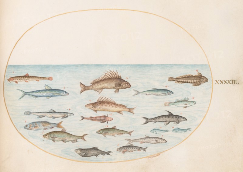 Animalia Aqvatilia et Cochiliata (Aqva): Plate XLIII, c. 1575/1580.