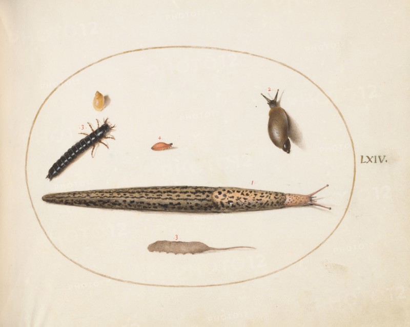 Animalia Qvadrvpedia et Reptilia (Terra): Plate LXIV, c. 1575/1580.