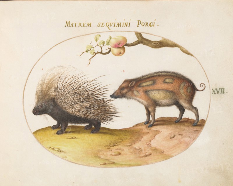 Animalia Qvadrvpedia et Reptilia (Terra): Plate XVII, c. 1575/1580.