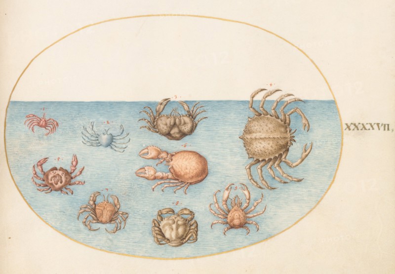 Animalia Aqvatilia et Cochiliata (Aqva): Plate XLVII, c. 1575/1580.