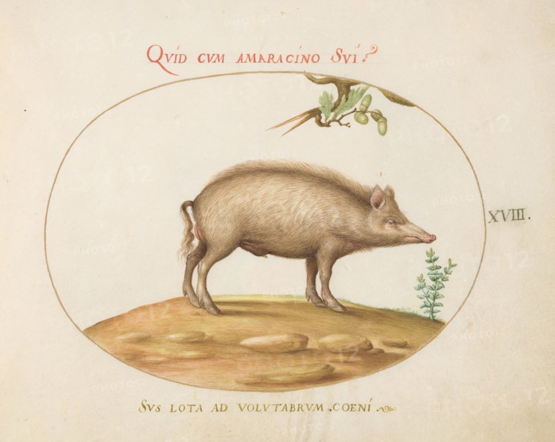 Animalia Qvadrvpedia et Reptilia (Terra): Plate XVIII, c. 1575/1580.