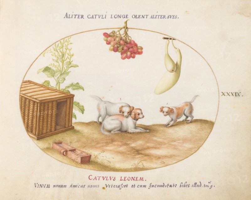 Animalia Qvadrvpedia et Reptilia (Terra): Plate XXXIX, c. 1575/1580.