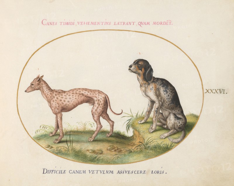Animalia Qvadrvpedia et Reptilia (Terra): Plate XXXVI, c. 1575/1580.
