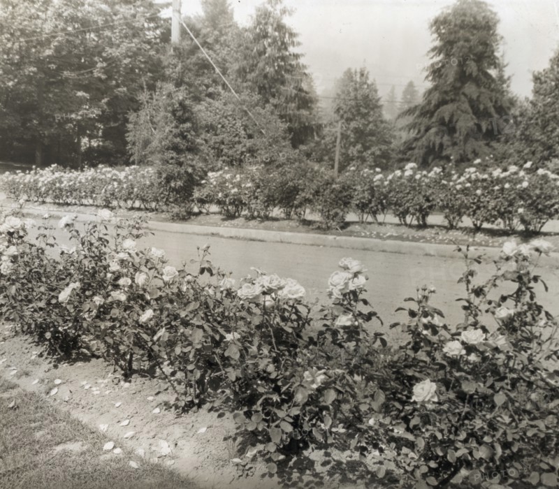 Street with Caroline Restout roses, Portland, Oregon, 1923.