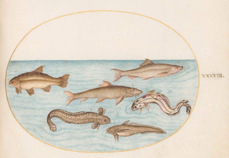 Animalia Aqvatilia et Cochiliata (Aqva): Plate XXXVIII, c. 1575/1580.