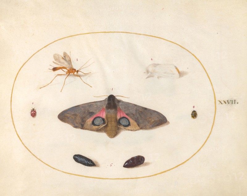 Plate 27: Two Moths, Two Chyrsalides, and Other Insects, c. 1575/1580.