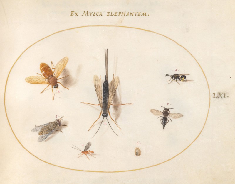 Plate 61: Seven Insects, Including a Small Striped Beetle, c. 1575/1580.