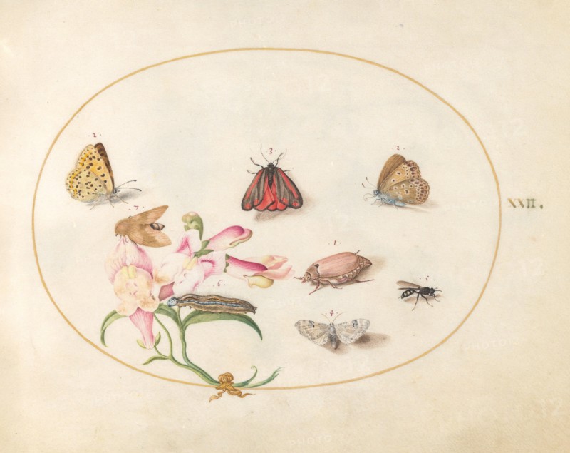 Plate 22: Butterflies with Other Insects and a Snapdragon, c. 1575/1580.