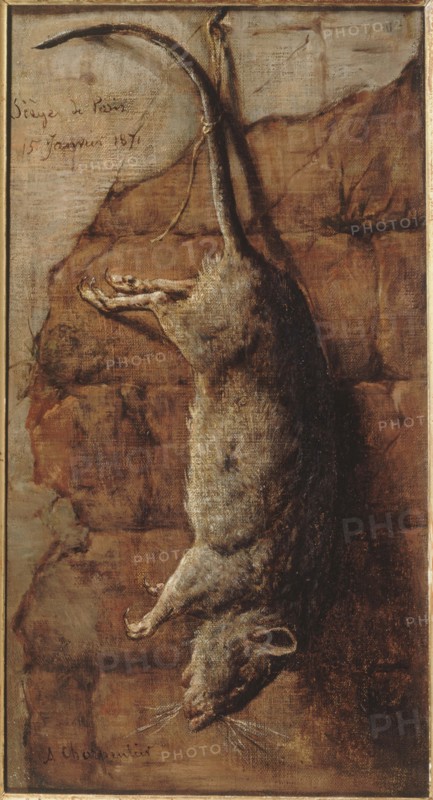 Rat ayant servi à l'alimentation pendant le siège de Paris, 15–01–1871.