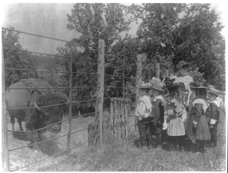 School children looking at bison at zoo, Washington, D.C., (1899?).