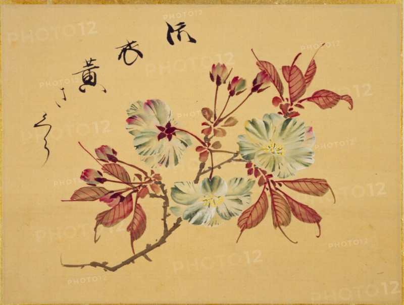 From the Sketch Book of Sakura (Cherry Blossoms), Between 1830 and 1853. Private Collection.