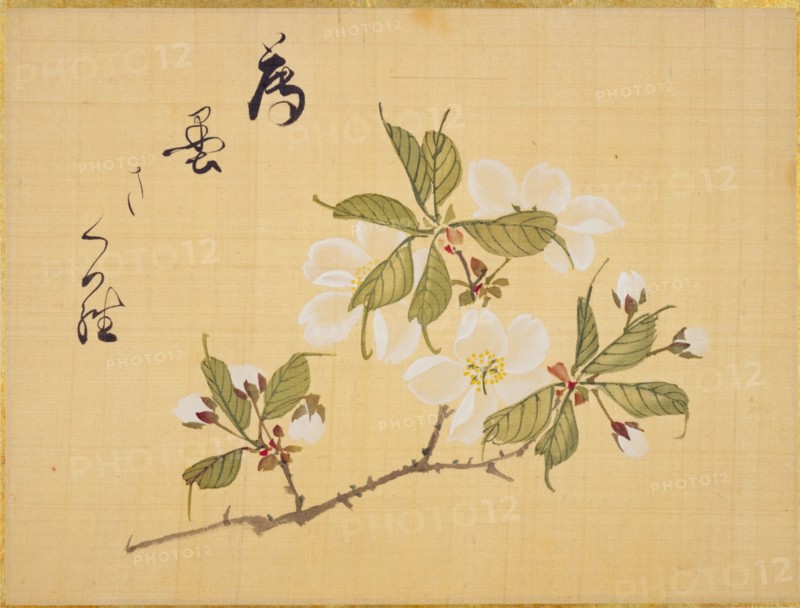 From the Sketch Book of Sakura (Cherry Blossoms), Between 1830 and 1853. Private Collection.