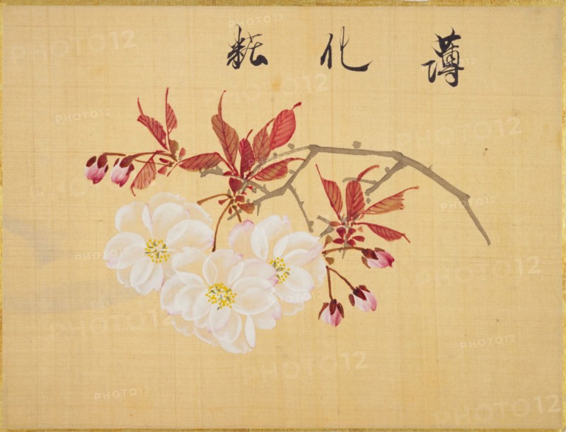 From the Sketch Book of Sakura (Cherry Blossoms), Between 1830 and 1853. Private Collection.