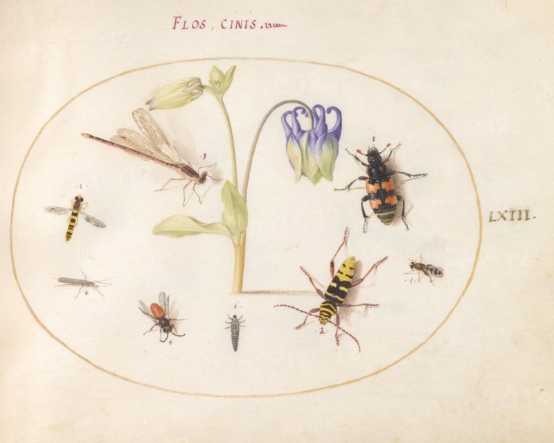 Plate 63: A Dragonfly and Seven Other Insects with a Blue and White Columbine, c. 1575/1580.