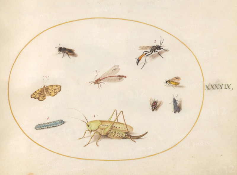 Plate 49: A Grasshopper, a Caterpillar, a Butterfly, a Moth, and Other Insects, c. 1575/1580.
