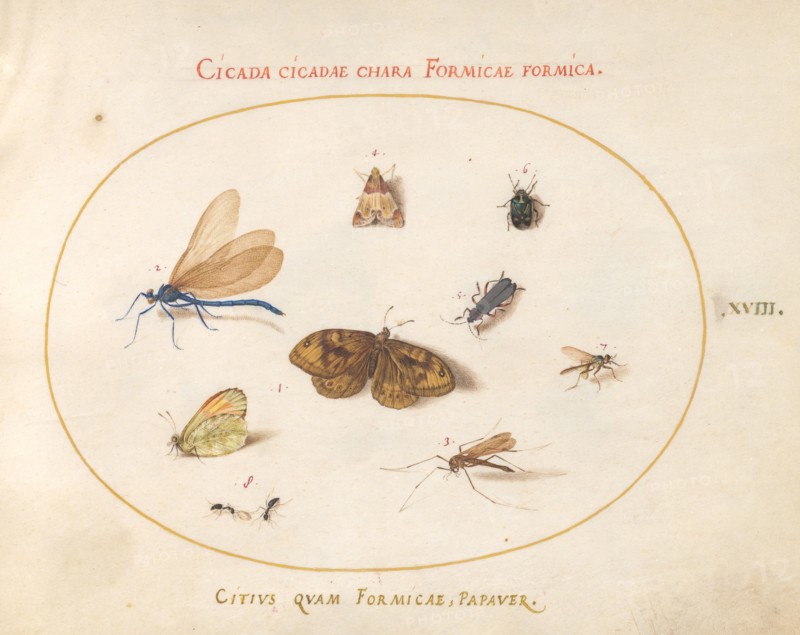 Plate 18: Two Butterflies and a Moth with a Dragonfly, Two Ants, and Four Other Insects, c. 1575/1580.