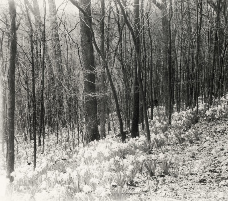 Unidentified garden or park, possibly "Ronaele Manor," Fitz Eugene Dixon house, Elkins Park, Pennsylvania, c1920.