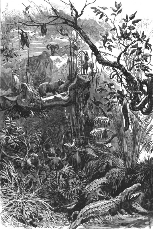 'The Colonial Exhibition: India, The Jungle', 1886.  Creator: Unknown.